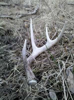 2011 Shed Hunting