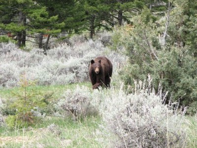 New Elk Hunting Leases