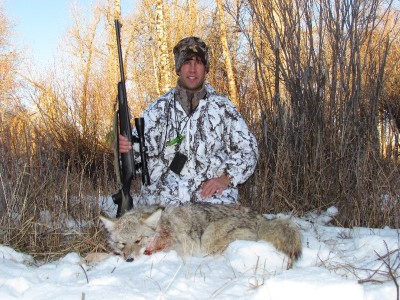Winter Coyote Number 1