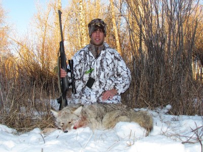 Montana Coyote Hunts