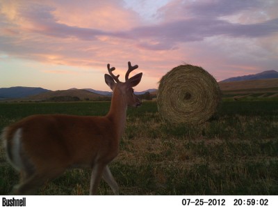 2012 Pre Season Trail Camera