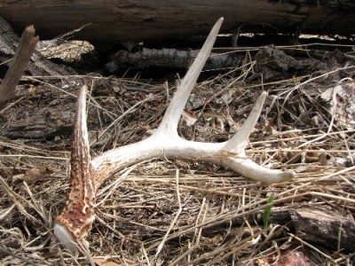 2011 Montana Whitetail Shed Antler 5