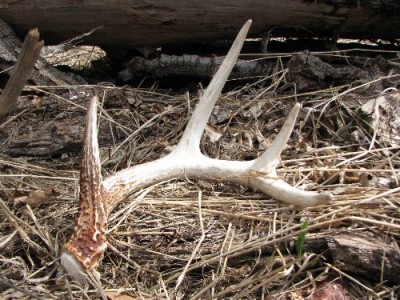 2011 Shed Hunting