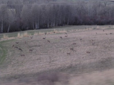 Montana Whitetails In April