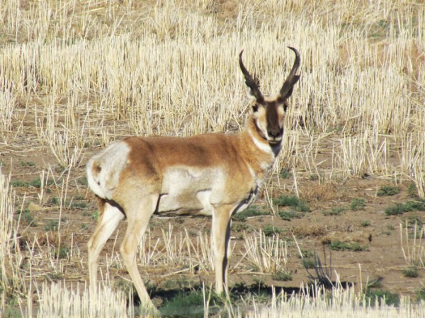 Whitetail, Mule Deer, and Antelope Photos