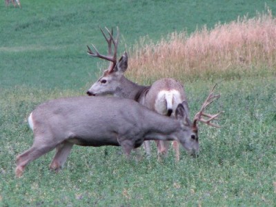 Whitetail, Mule Deer, and Antelope Photos