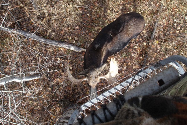 Whitetail, Mule Deer, and Antelope Photos