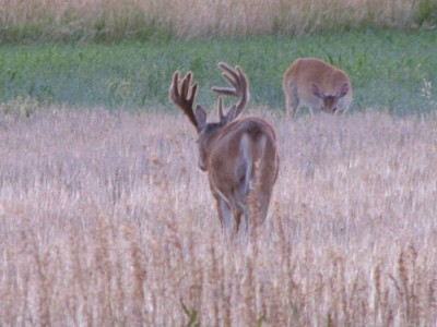 Whitetail, Mule Deer, and Antelope Photos