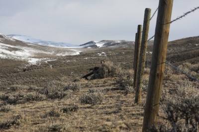 Montana Coyote Hunts