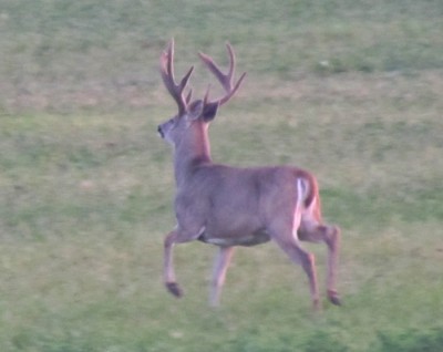 Montana Whitetail Deer 5