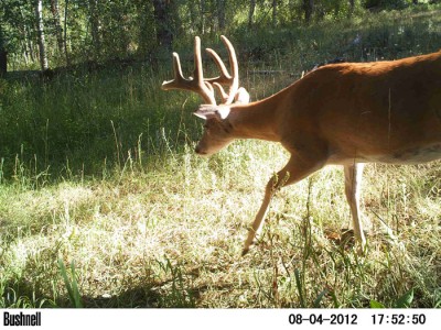 2012 Pre Season Trail Camera