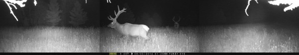 Elk Property Trail Cam In August 1