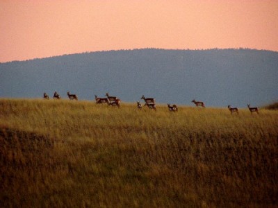 Whitetail, Mule Deer, and Antelope Photos