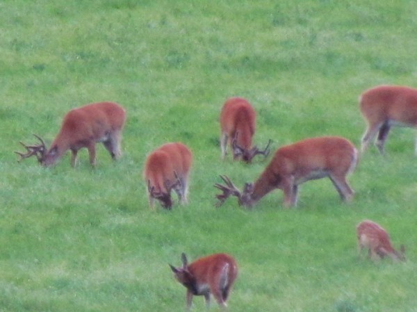 Whitetail, Mule Deer, and Antelope Photos