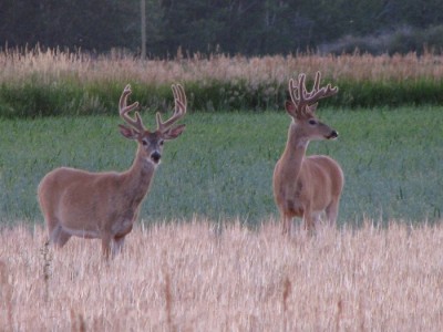 Whitetail, Mule Deer, and Antelope Photos