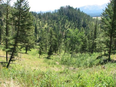 New Elk Hunting Leases