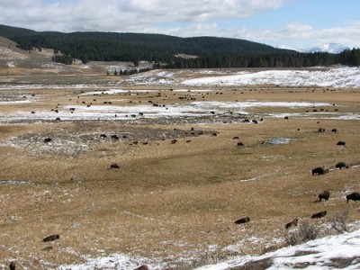 Yellowstone Park Photos