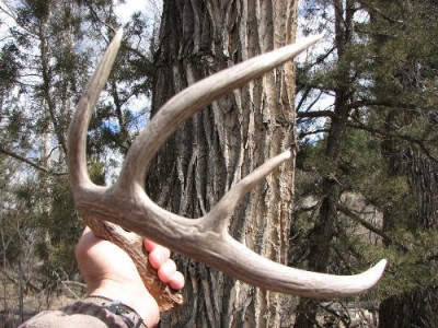 2011 Montana Whitetail Shed Antler 12