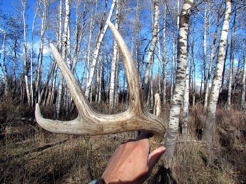 2015 Spring In Montana