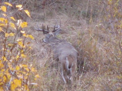 Whitetail, Mule Deer, and Antelope Photos