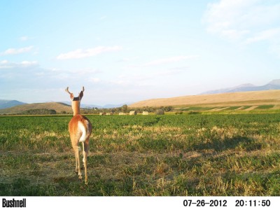 2012 Pre Season Trail Camera