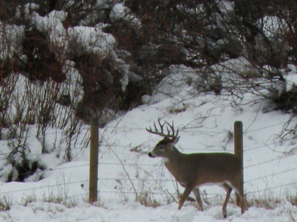 Whitetail, Mule Deer, and Antelope Photos