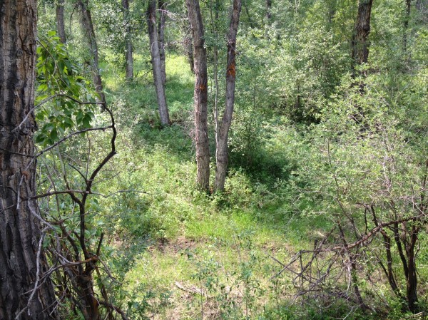 Swamp Stand View