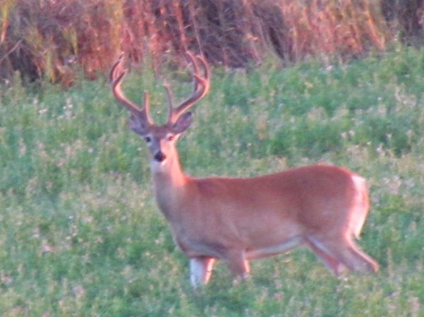 Whitetail, Mule Deer, and Antelope Photos