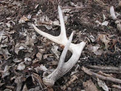 2011 Shed Hunting