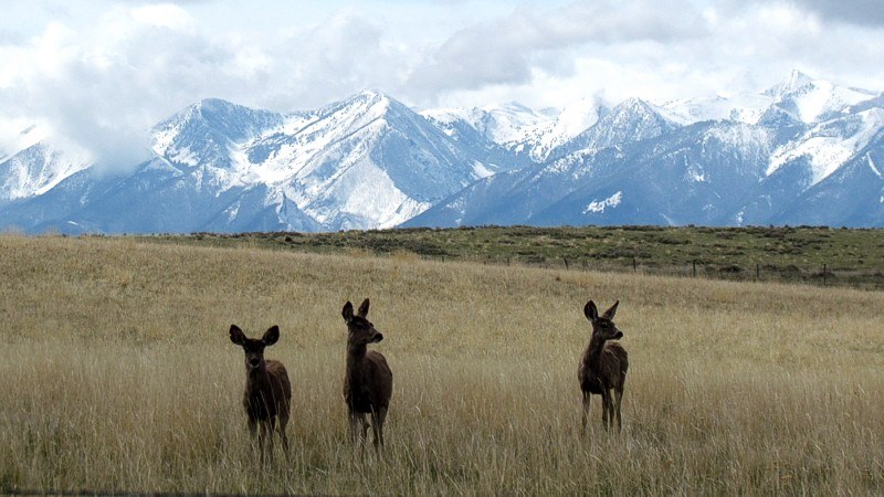 2015 Spring In Montana