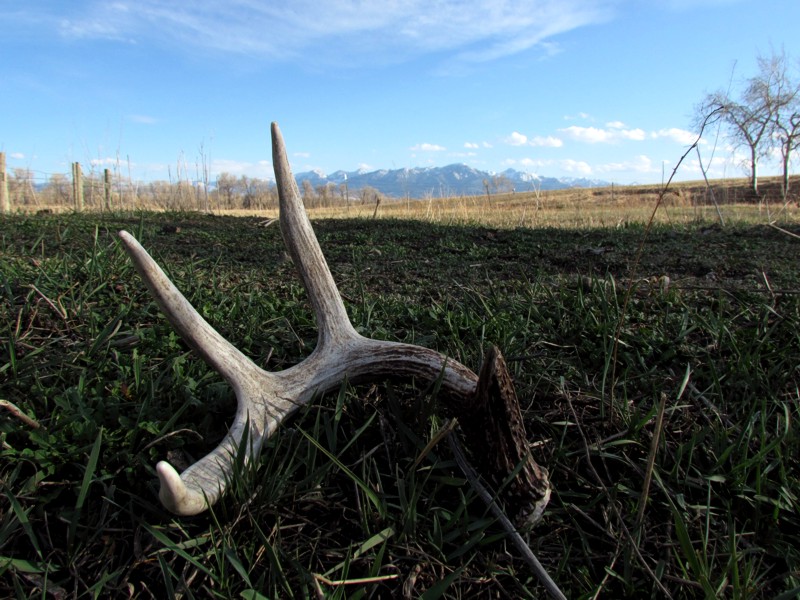 2015 Spring In Montana