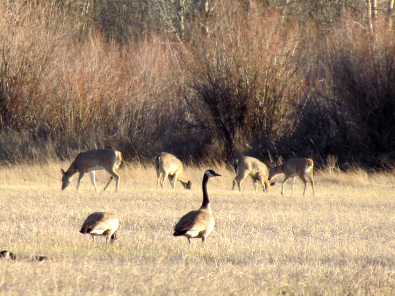 2015 Spring In Montana