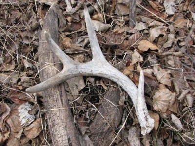 2011 Shed Hunting