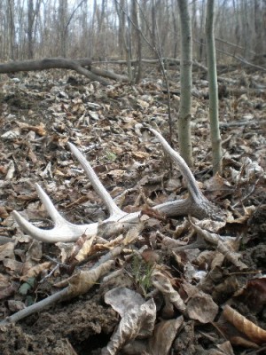 2011 Shed Hunting