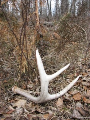 2011 Shed Hunting