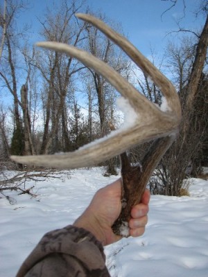2011 Montana Whitetail Shed Antler