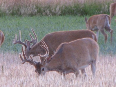 Whitetail, Mule Deer, and Antelope Photos