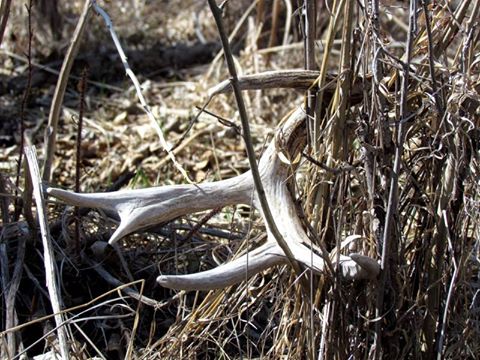 2015 Spring In Montana