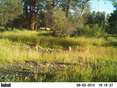 2012 Pre Season Trail Camera