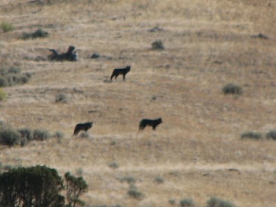 Yellowstone Park Photos