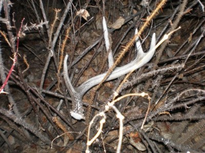 2011 Shed Hunting