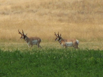 Whitetail, Mule Deer, and Antelope Photos