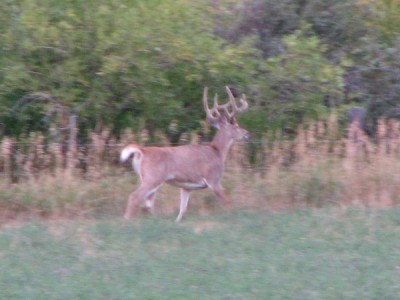 Whitetail, Mule Deer, and Antelope Photos