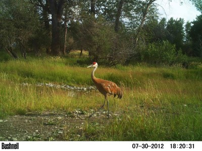 2012 Pre Season Trail Camera