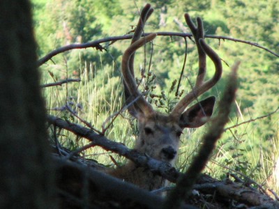 Whitetail, Mule Deer, and Antelope Photos