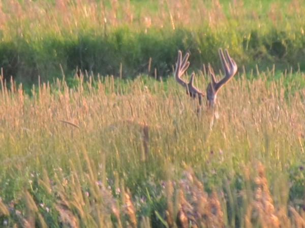 Whitetail, Mule Deer, and Antelope Photos