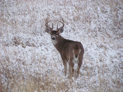 Whitetail, Mule Deer, and Antelope Photos